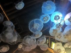 -西雅图水族馆