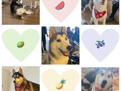 -Husky Go! 哈士奇体验馆·宠物咖啡厅狗咖