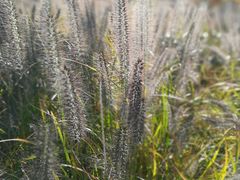 -羊亭河湿地公园