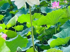 -莲花池公园