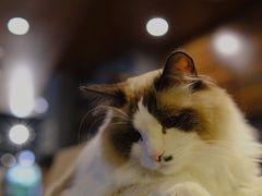 -咖法森林·咖啡  酒吧(天河店)