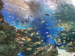 -海合安成都极地海洋公园