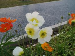 -二沙岛艺术公园