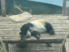 -大连森林动物园