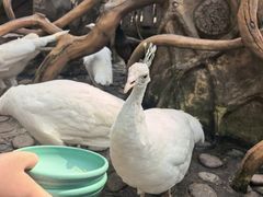 -西双版纳傣族园