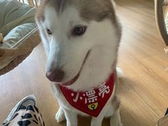 -Husky Go! 哈士奇体验馆·宠物咖啡厅狗咖