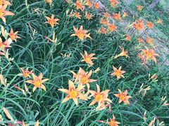 -大兴滨河森林公园