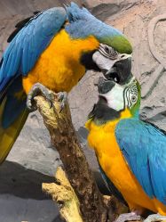 -Zoolung Zoolung动物主题公园(海信广场店)