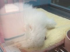 -FAELING PETS美天灵宠物(合生汇店)