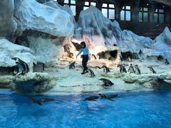 -帝企鹅自助餐厅•儿童岛•真企鹅(长隆企鹅酒店)