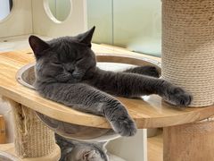-有喵·猫咖·狗咖·30几只猫10只小狗(岗厦店)