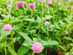 -野狸岛