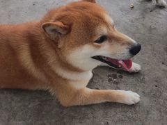 -柴犬高等学院·狗咖·柴犬售卖·宠物训练