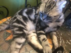 -猫猫幼稚园·撸猫·桌游·电玩