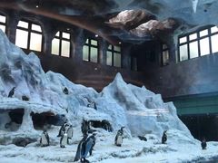 -帝企鹅自助餐厅•儿童岛•真企鹅(长隆企鹅酒店)