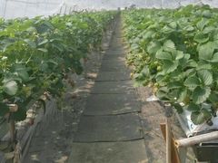 -青浦采草莓天天草莓园