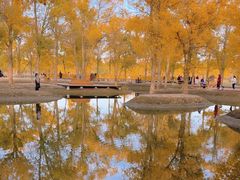 -金塔沙漠胡杨林景区
