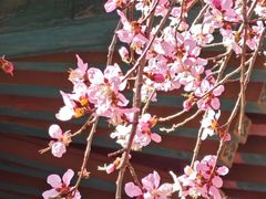 -桃花堤公园