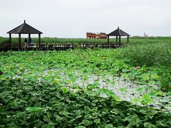 -哈素海