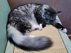 -MOCHA明星猫咖(田子坊店)