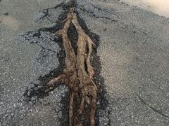 -同里国家湿地公园