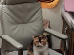 -宠爱国际动物医院· 猫科· 外科·中兽医(长白店)