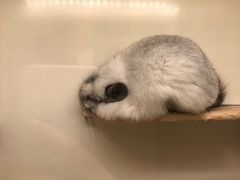 -龙猫仔乐园(惠福东路店)