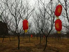 -天适樱花悠乐园