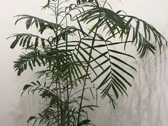 -浆木咖啡馆(湘子庙街店)
