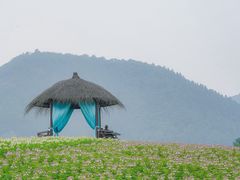 -径山花海