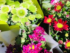 -曲阳花鸟市场(曲阳路店)