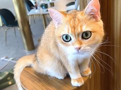 -飞行喵MR PILOT|猫舍·猫咖(静安大融城店)