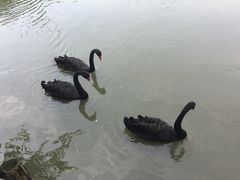 iphone_upload_pic-溱湖国家湿地公园