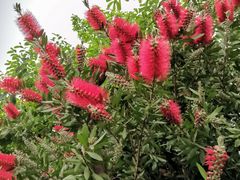 -桤木河湿地公园