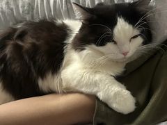 -宠颐生猫科·内科皮肤科(西平世纪城店)