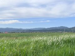 -敕勒川草原