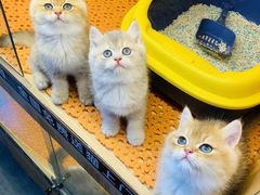 -欣宠猫屋·矮脚拿破仑·蓝金金渐层