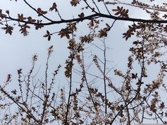 -御池园(顾村公园店)