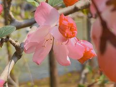 -顾村公园