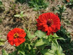 -洋湖国家湿地公园