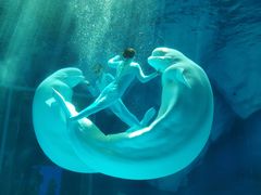 -上海海昌海洋公园
