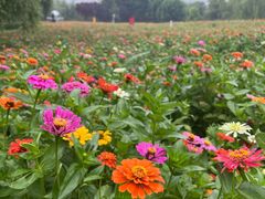 -祥源·阜阳生态乐园