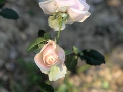 -裸心谷·裸心味餐厅
