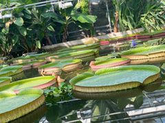 -国家植物园南园