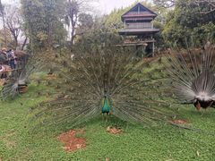 -昆明动物园
