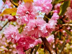 -长白岛森林公园