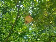 -青岛银沙滩温德姆至尊酒店