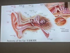 -自然之声助听器·呼吸机(康桥旗舰店)