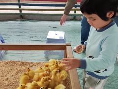 -麻涌飞鸭开心农场