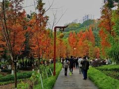 -重庆彩云湖湿地公园